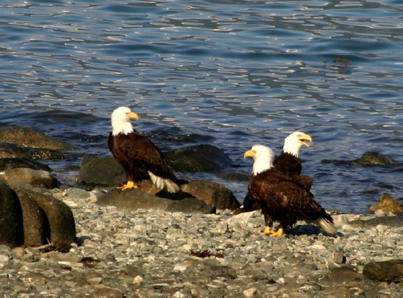 062404 Haines AK (10059)